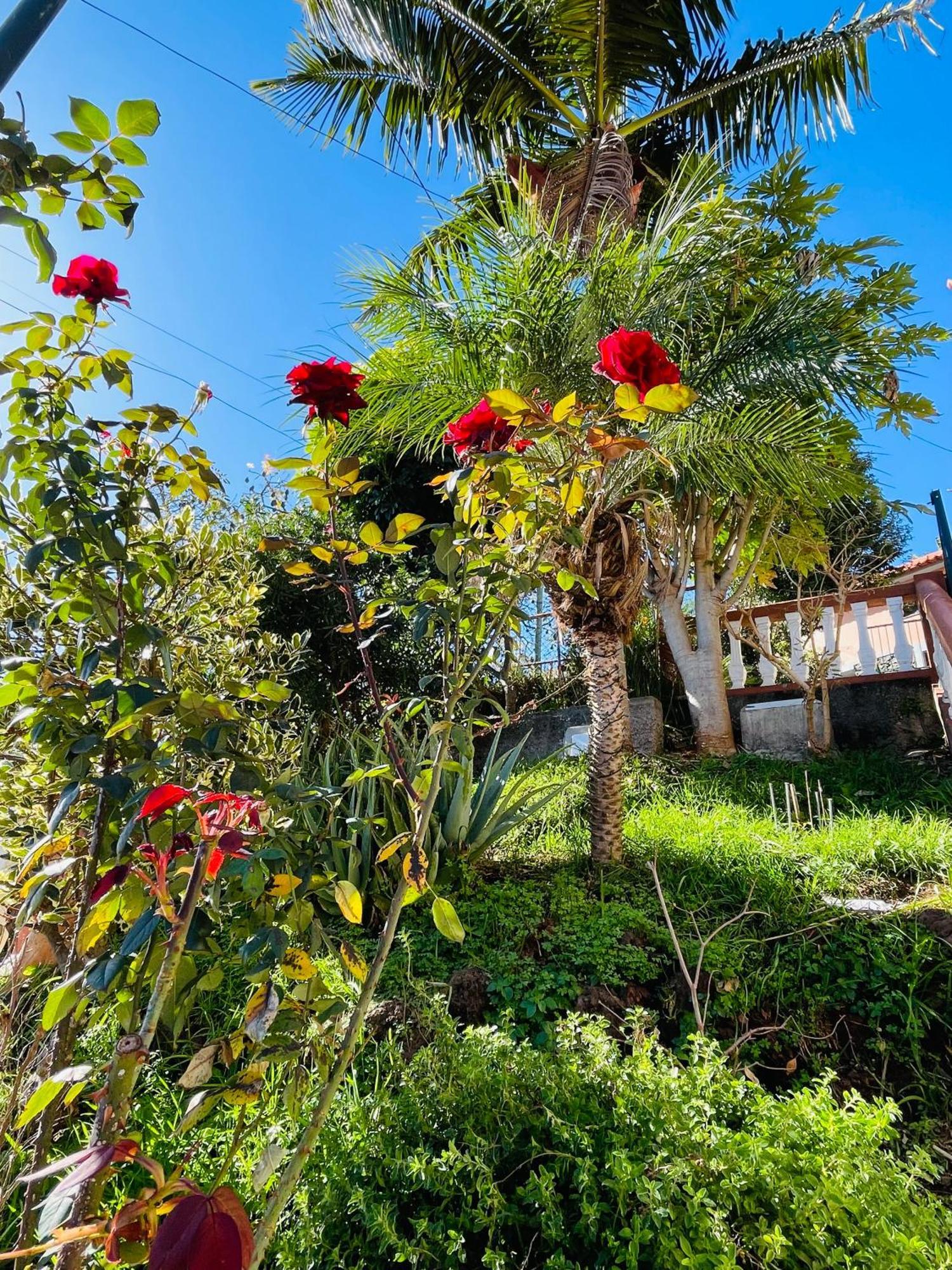 Hotel Cozy House Funchal  Exterior foto